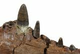 Cretaceous Crocodilian Jaw Section - Hell Creek Formation #129791-4